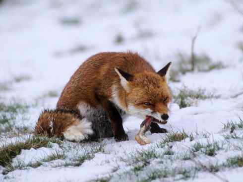 犬科：狐亚科狐属