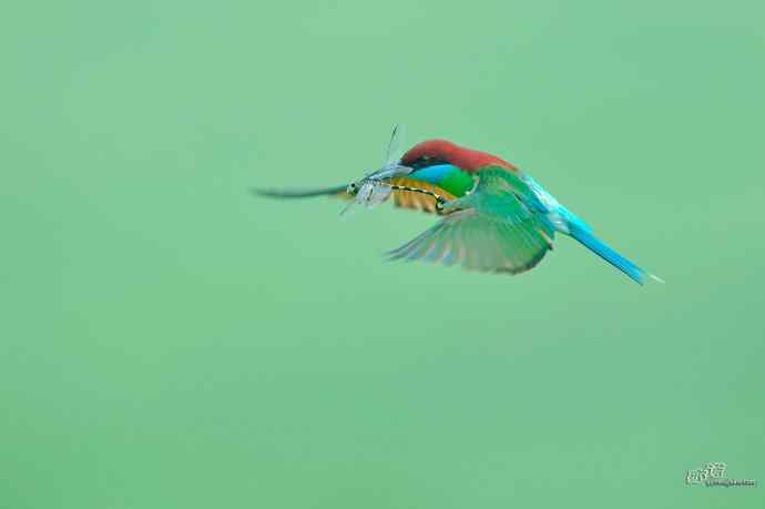 蓝喉蜂虎繁育季