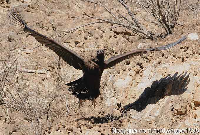 走近秃鹫：一段撼人心魄的拍摄经历