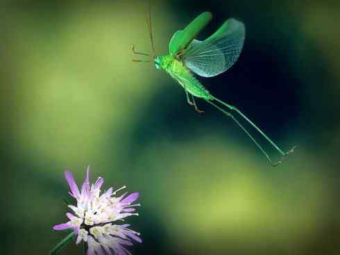 自然奇观：动物大迁徙(东亚飞蝗）