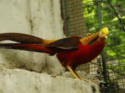 家禽驯化之源之八