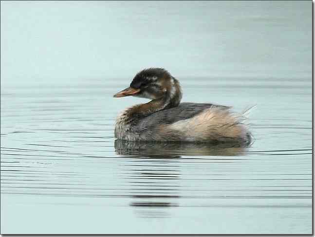 奥体公园观赏小鸊鷉