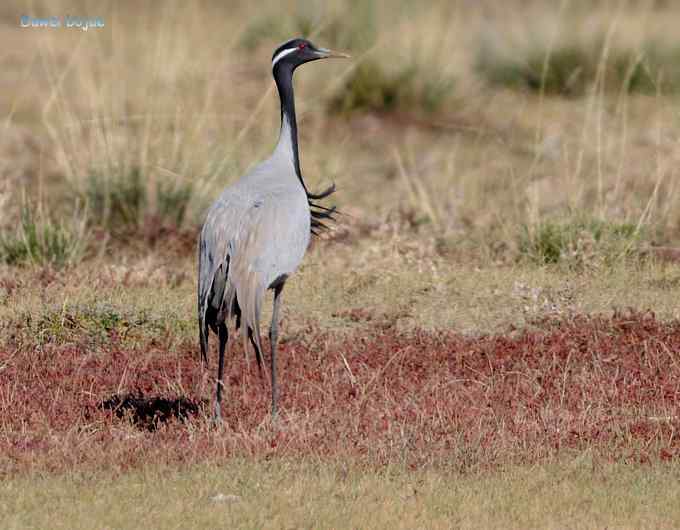 达里诺尔湖的蓑羽鹤