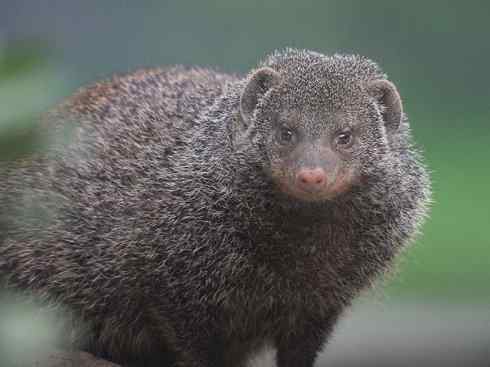 盘点十二大著名食蚁动物:食蚁兽 盘点十二大著名食蚁动物:食蚁兽