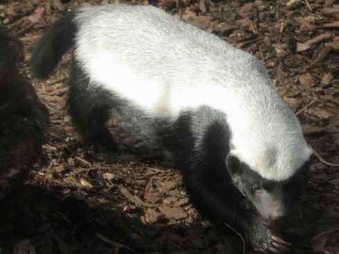 十大喜食蜂蜜动物：蜜獾