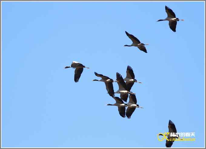 飞翔的鸟【照片】