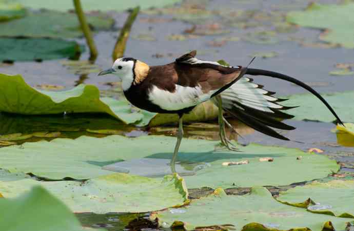 水雉：凌波一跃百媚生*