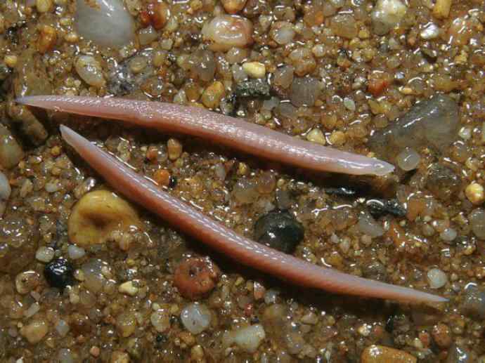 鱼类活化石：盲鳗