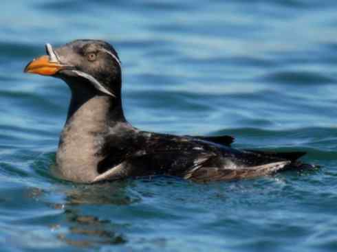 奇特的盔：角嘴海雀