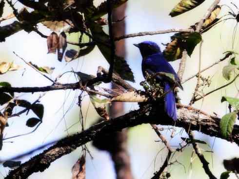 美丽无罪：雀鸟之仙鹟