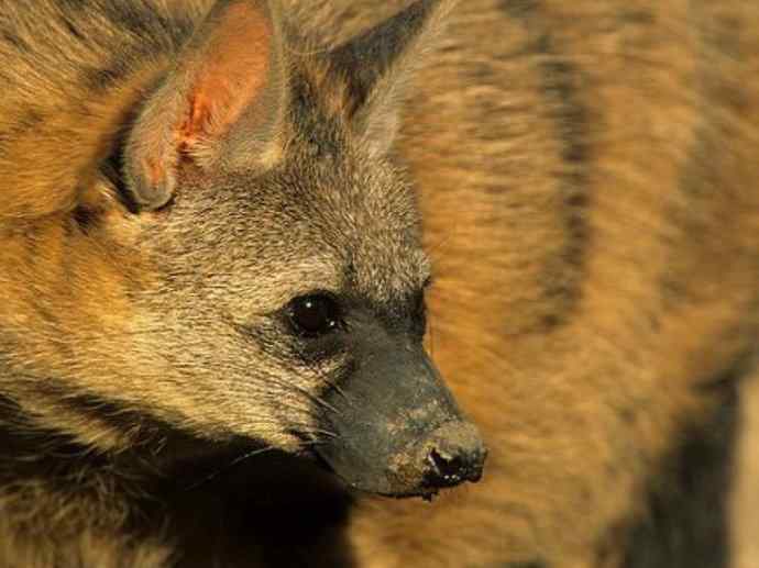 盘点十二大著名食蚁动物：土狼