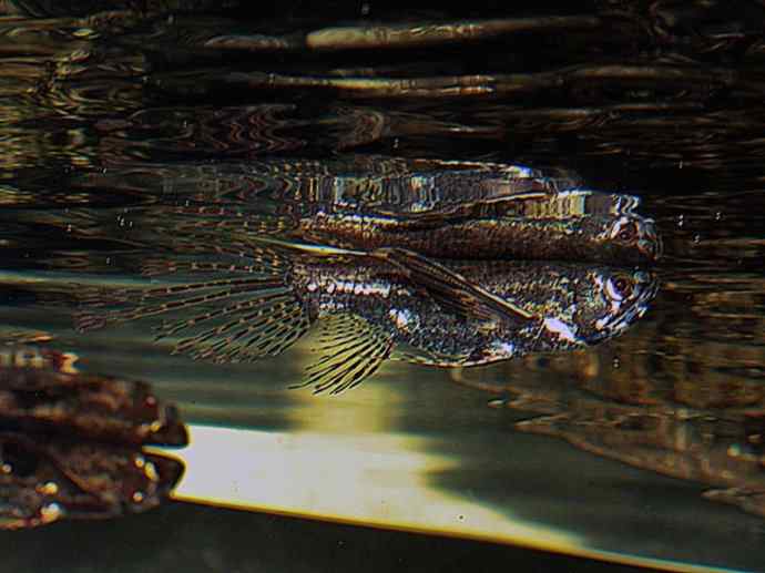 鱼类活化石:齿蝶鱼 鱼类活化石:齿蝶鱼