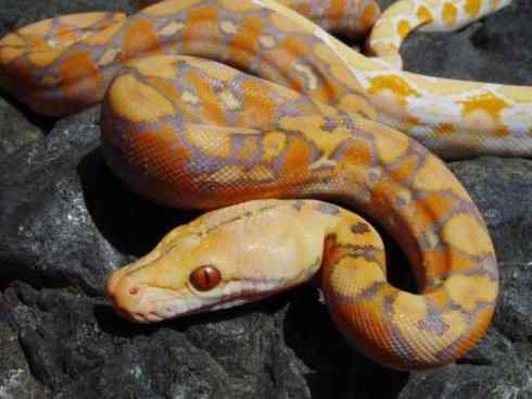 龙：传说的兽原型探秘（蟒蛇类）