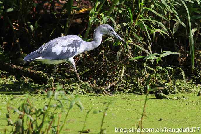 美国鸟类摄影——未成年的大蓝鹭
