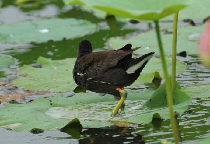 再拍黑水鸡（纪实）2