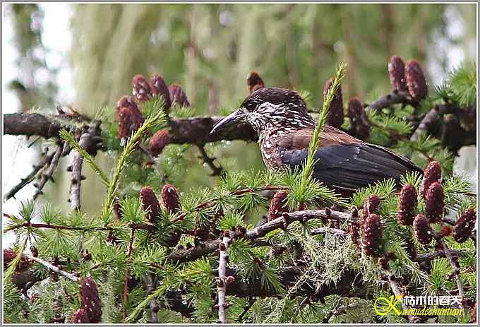 记录星鸦、达乌里寒鸦、小嘴乌鸦【照片】