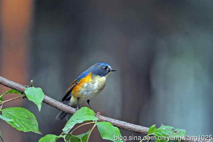 雄性红胁蓝尾鸲（33）