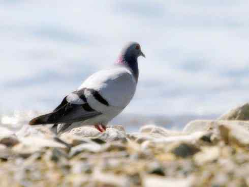 家禽驯化之源之四