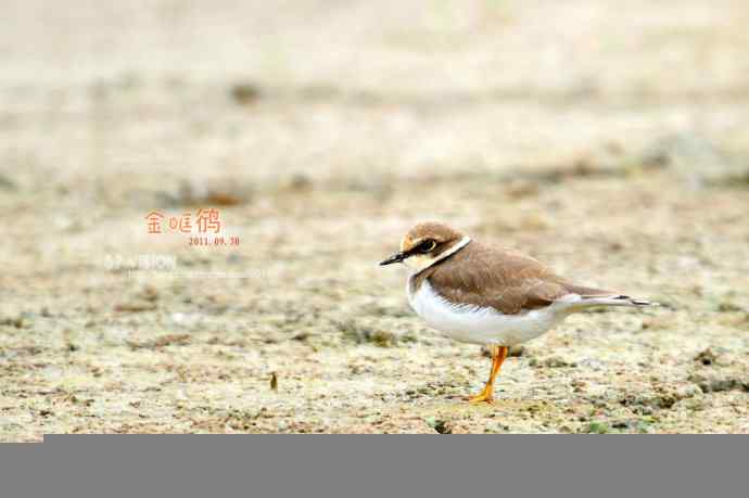 几张金眶鸻祝鸟友们国庆快乐