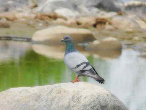 家禽驯化之源之四