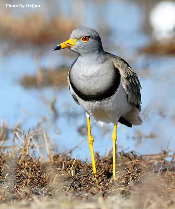 风乍起 wbr吹皱一湖碧水(观赏灰头麦鸡)
