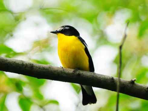 美丽无罪:雀鸟之姬鹟 美丽无罪:雀鸟之姬鹟