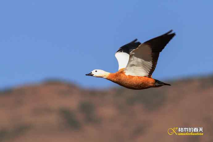 再拍鈥湷嗦檠尖