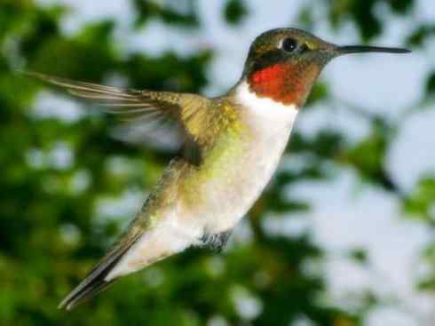 猎奇：奇特的鸟喙之九