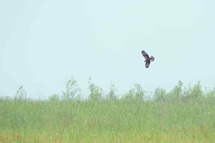 猛禽白腹鹞(生境)