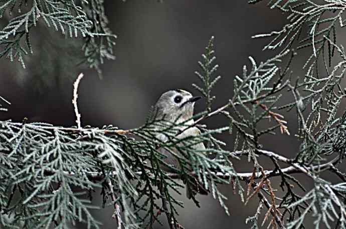 戴菊 wbr2 戴菊 wbr2