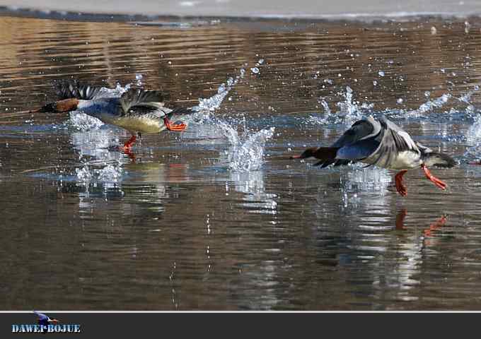 【新鸟】针尾鸭和白河湾的几只鸟