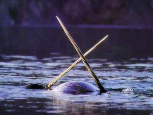 独角兽:传说的兽原型探秘(独角鲸) 独角兽:传说的兽原型探秘(独角鲸)