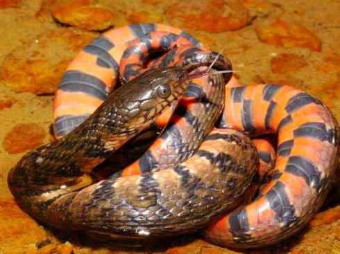 龙：传说的兽原型探秘（水蛇类）