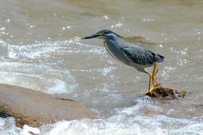 潮河渔郎绿鹭鸶☆★ 潮河渔郎绿鹭鸶☆★