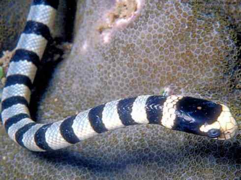 龙:传说的兽原型探秘(海蛇类) 龙:传说的兽原型探秘(海蛇类)