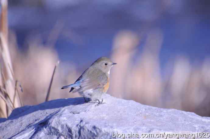 变焦(70-300)拍鸟儿【原版片】 变焦(70-300)拍鸟儿【原版片】