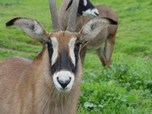 麒麟：传说的兽原型探秘（马羚）