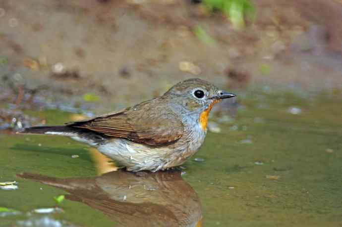 雄性红喉姬鹟（8）
