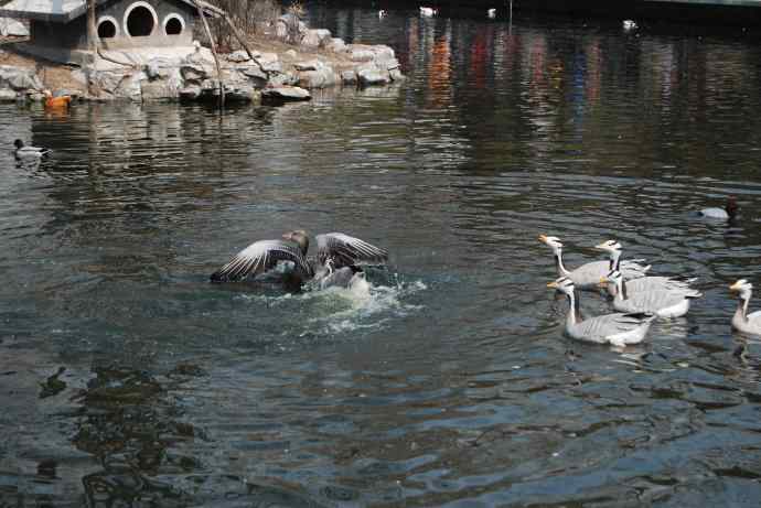 激战水禽湖（抓拍）
