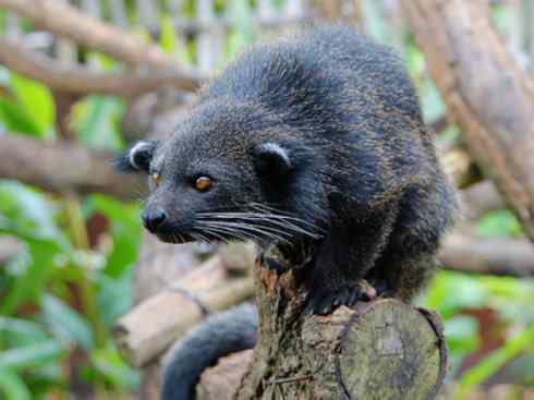 犬科：犬亚科犬属之金豺、黑背豺（胡狼类）