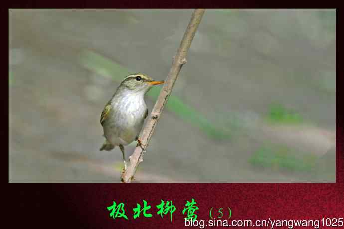 北京天坛公园的鸟类——极北柳莺（5）