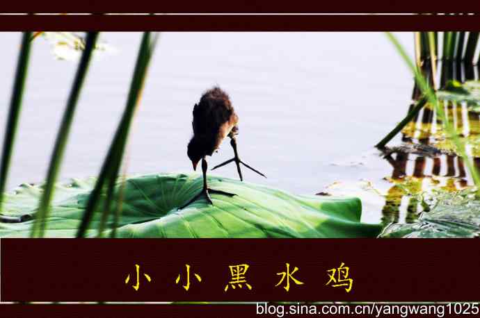 北京将府公园的鸟类——小小黑水鸡