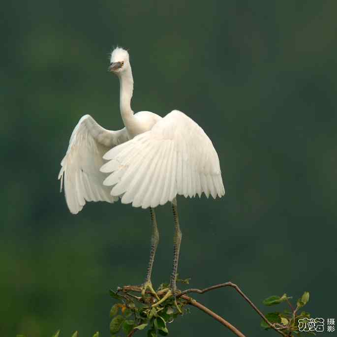 小白鹭与小夜鹭