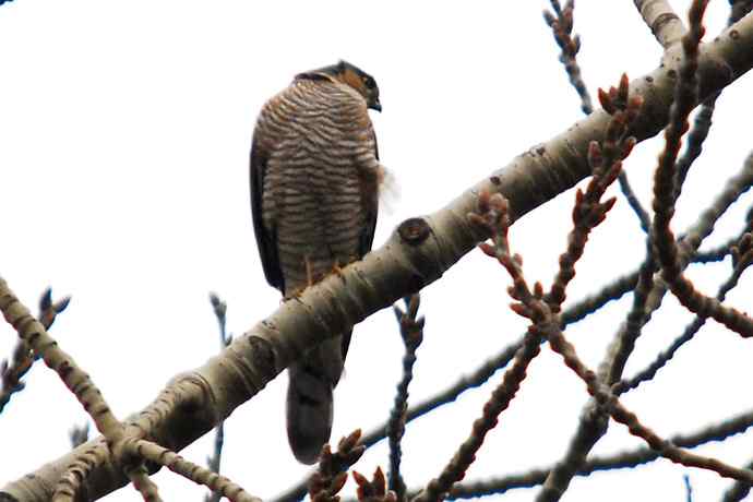 北京植物园赏鸟（九），雀鹰（组图）