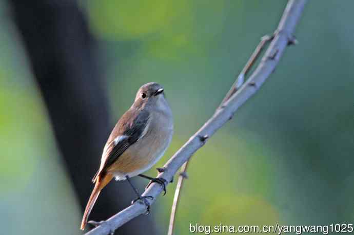 雌性北红尾鸲（秋季）