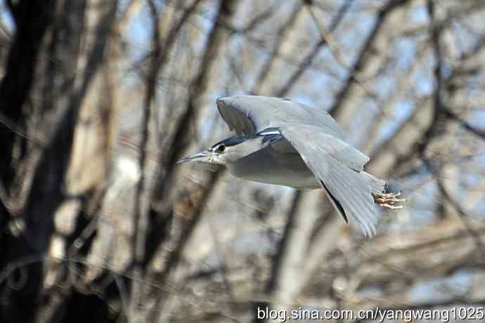 飞(夜鹭)2 飞(夜鹭)2