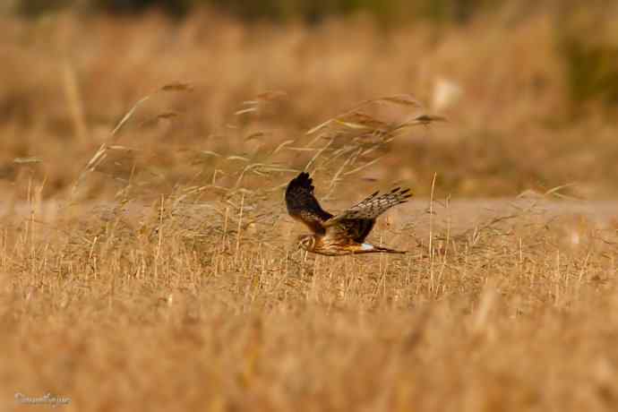 野鸭湖.夕阳下的白尾鹞