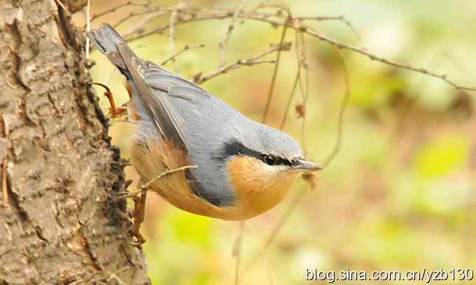 漂亮的跳跃精灵——栗腹鳾（组图）