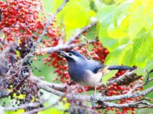 家禽驯化之源之十五 家禽驯化之源之十五