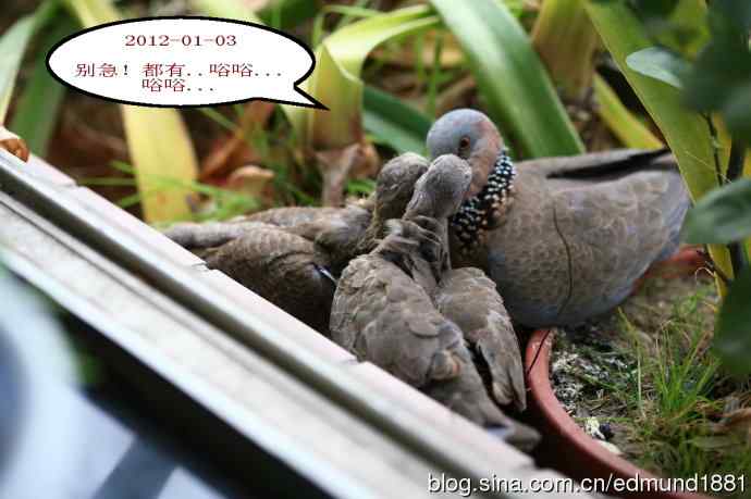 珠颈斑鸠育儿记